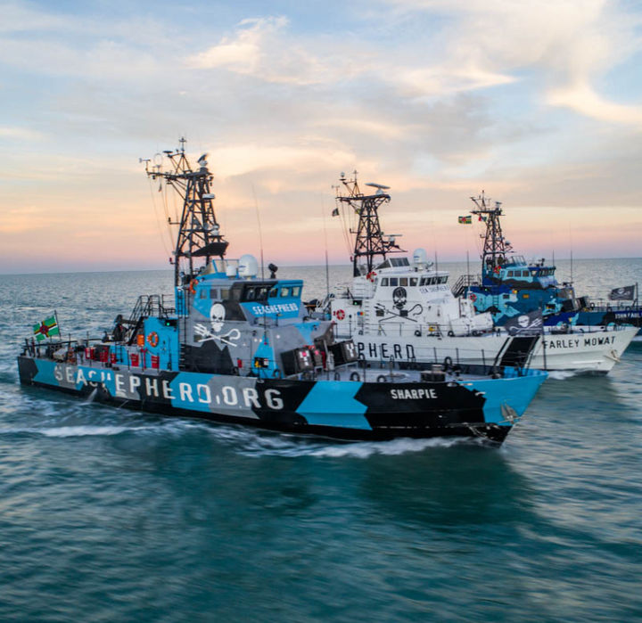 Sea Shepherd sponsored by GROWN 